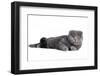 Scottish Fold Cat-Fabio Petroni-Framed Photographic Print