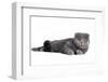 Scottish Fold Cat-Fabio Petroni-Framed Photographic Print