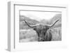 Scottish Highland Cattle III Neutral Crop-Alan Majchrowicz-Framed Photographic Print