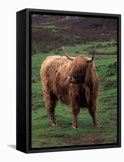 Scottish Highland Cattle, Isle of Skye, Scotland-Gavriel Jecan-Framed Stretched Canvas