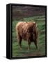 Scottish Highland Cattle, Isle of Skye, Scotland-Gavriel Jecan-Framed Stretched Canvas