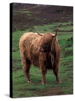 Scottish Highland Cattle, Isle of Skye, Scotland-Gavriel Jecan-Stretched Canvas