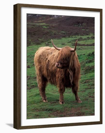 Scottish Highland Cattle, Isle of Skye, Scotland-Gavriel Jecan-Framed Premium Photographic Print