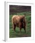 Scottish Highland Cattle, Isle of Skye, Scotland-Gavriel Jecan-Framed Premium Photographic Print