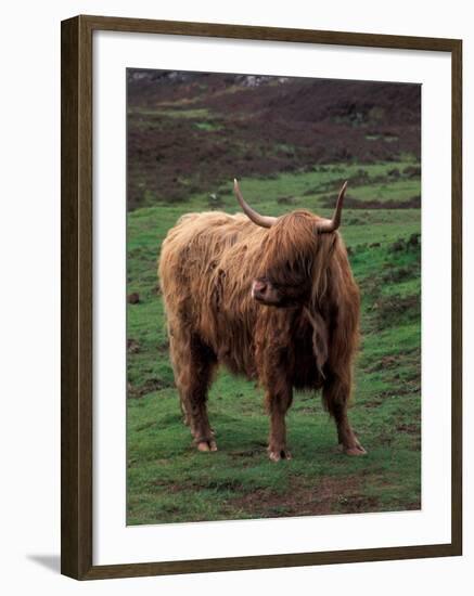 Scottish Highland Cattle, Isle of Skye, Scotland-Gavriel Jecan-Framed Premium Photographic Print