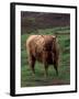 Scottish Highland Cattle, Isle of Skye, Scotland-Gavriel Jecan-Framed Premium Photographic Print