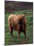 Scottish Highland Cattle, Isle of Skye, Scotland-Gavriel Jecan-Mounted Premium Photographic Print