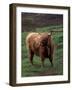 Scottish Highland Cattle, Isle of Skye, Scotland-Gavriel Jecan-Framed Photographic Print