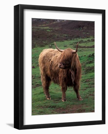 Scottish Highland Cattle, Isle of Skye, Scotland-Gavriel Jecan-Framed Photographic Print