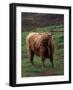 Scottish Highland Cattle, Isle of Skye, Scotland-Gavriel Jecan-Framed Photographic Print