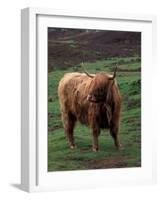 Scottish Highland Cattle, Isle of Skye, Scotland-Gavriel Jecan-Framed Photographic Print