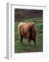 Scottish Highland Cattle, Isle of Skye, Scotland-Gavriel Jecan-Framed Photographic Print