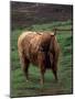 Scottish Highland Cattle, Isle of Skye, Scotland-Gavriel Jecan-Mounted Photographic Print