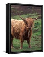 Scottish Highland Cattle, Isle of Skye, Scotland-Gavriel Jecan-Framed Stretched Canvas