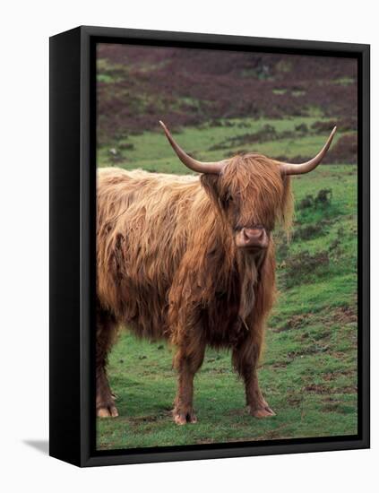 Scottish Highland Cattle, Isle of Skye, Scotland-Gavriel Jecan-Framed Stretched Canvas