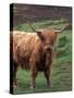 Scottish Highland Cattle, Isle of Skye, Scotland-Gavriel Jecan-Stretched Canvas