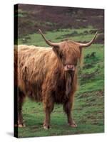 Scottish Highland Cattle, Isle of Skye, Scotland-Gavriel Jecan-Stretched Canvas