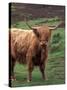 Scottish Highland Cattle, Isle of Skye, Scotland-Gavriel Jecan-Stretched Canvas