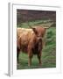 Scottish Highland Cattle, Isle of Skye, Scotland-Gavriel Jecan-Framed Premium Photographic Print