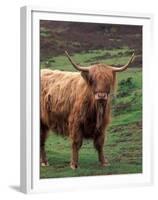 Scottish Highland Cattle, Isle of Skye, Scotland-Gavriel Jecan-Framed Premium Photographic Print