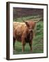 Scottish Highland Cattle, Isle of Skye, Scotland-Gavriel Jecan-Framed Premium Photographic Print