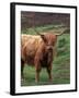 Scottish Highland Cattle, Isle of Skye, Scotland-Gavriel Jecan-Framed Premium Photographic Print