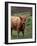 Scottish Highland Cattle, Isle of Skye, Scotland-Gavriel Jecan-Framed Photographic Print