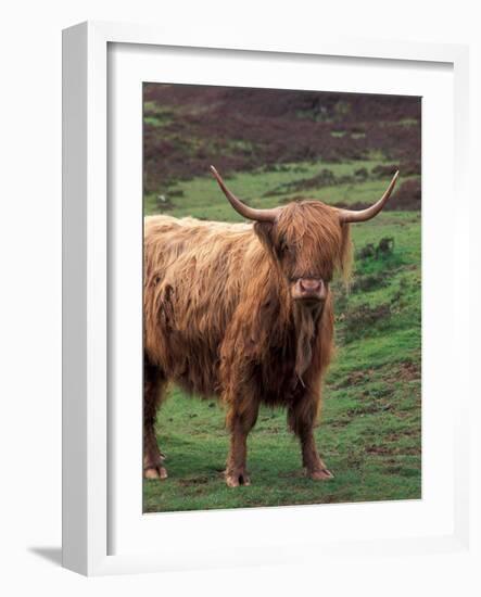 Scottish Highland Cattle, Isle of Skye, Scotland-Gavriel Jecan-Framed Photographic Print