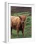 Scottish Highland Cattle, Isle of Skye, Scotland-Gavriel Jecan-Framed Photographic Print