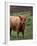 Scottish Highland Cattle, Isle of Skye, Scotland-Gavriel Jecan-Framed Photographic Print