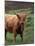 Scottish Highland Cattle, Isle of Skye, Scotland-Gavriel Jecan-Mounted Photographic Print