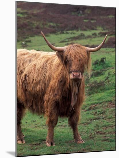 Scottish Highland Cattle, Isle of Skye, Scotland-Gavriel Jecan-Mounted Photographic Print