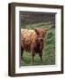 Scottish Highland Cattle, Isle of Skye, Scotland-Gavriel Jecan-Framed Photographic Print