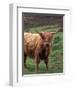 Scottish Highland Cattle, Isle of Skye, Scotland-Gavriel Jecan-Framed Photographic Print