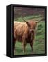 Scottish Highland Cattle, Isle of Skye, Scotland-Gavriel Jecan-Framed Stretched Canvas