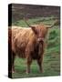 Scottish Highland Cattle, Isle of Skye, Scotland-Gavriel Jecan-Stretched Canvas