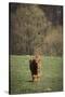 Scottish highland cattle on pasture, young animal-Christina Blum-Stretched Canvas