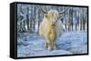 Scottish Highland Cow in Falling Snow-null-Framed Stretched Canvas