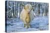 Scottish Highland Cow in Falling Snow-null-Stretched Canvas