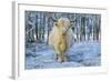 Scottish Highland Cow in Falling Snow-null-Framed Photographic Print