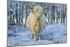 Scottish Highland Cow in Falling Snow-null-Mounted Photographic Print