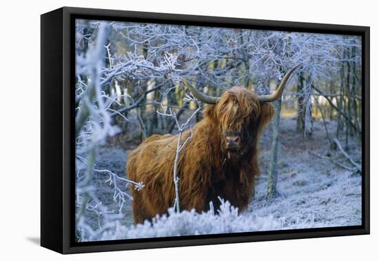 Scottish Highland Cow in Frost-null-Framed Stretched Canvas