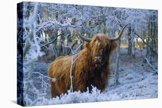 Scottish Highland Cow in Frost-null-Stretched Canvas