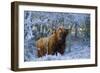 Scottish Highland Cow in Frost-null-Framed Premium Photographic Print