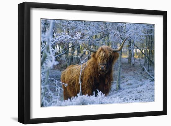 Scottish Highland Cow in Frost-null-Framed Premium Photographic Print