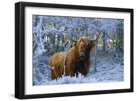 Scottish Highland Cow in Frost-null-Framed Premium Photographic Print