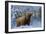 Scottish Highland Cow in Frost-null-Framed Premium Photographic Print