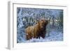 Scottish Highland Cow in Frost-null-Framed Premium Photographic Print