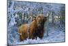 Scottish Highland Cow in Frost-null-Mounted Premium Photographic Print