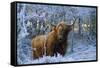 Scottish Highland Cow in Frost-null-Framed Stretched Canvas